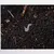Ants #1