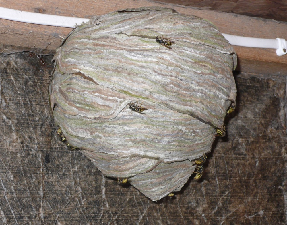 Common wasps