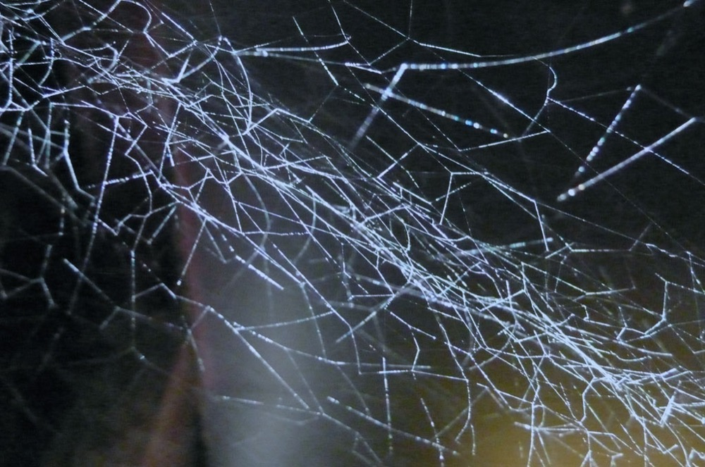 Harvestman
