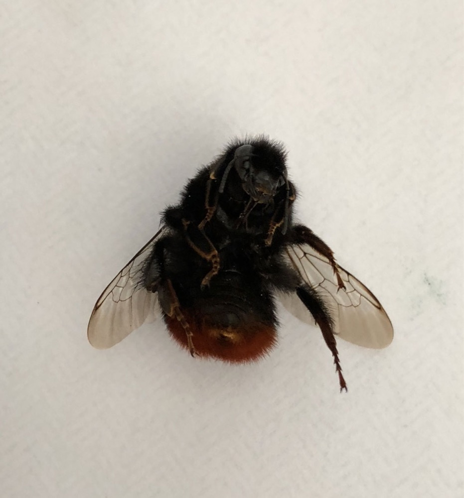 Red tailed bumble bee
